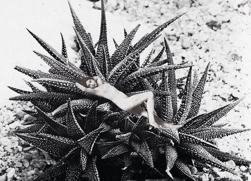 colettesaintyves: Babe in Haworthia #colettesaintyves #collage (à Vieux-Lillle)