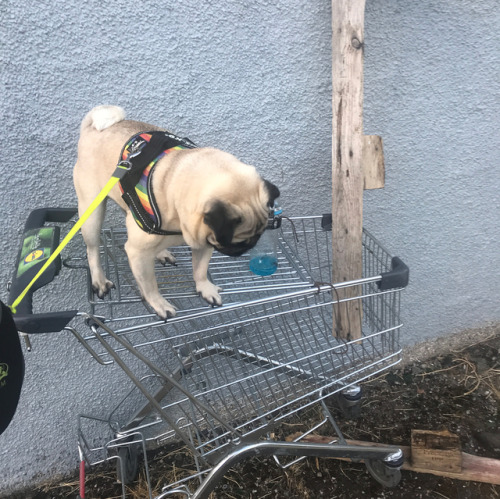 When PugG is low on shields and far from the circle #fortnite #fortnitememes #pug #pugs #gamerpug #g