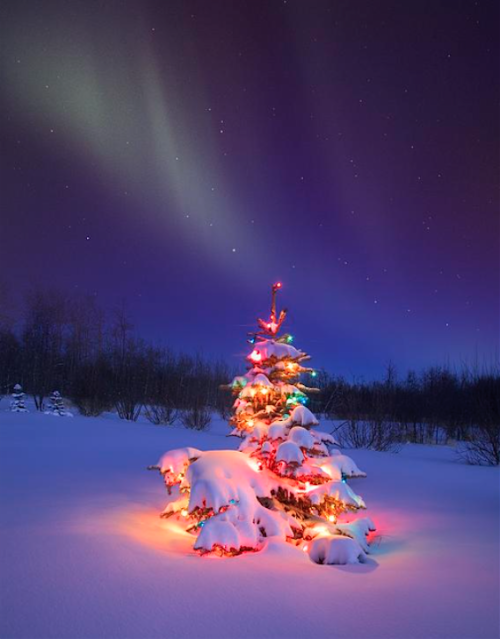 rosieandherramblings:  Merry Christmas!