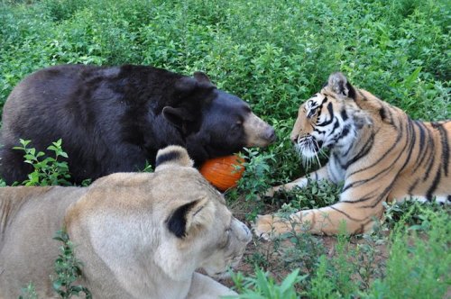 mymodernmet:Amazing Friendship Between a Bear, Lion, and Tiger Who All Live Peacefully Together