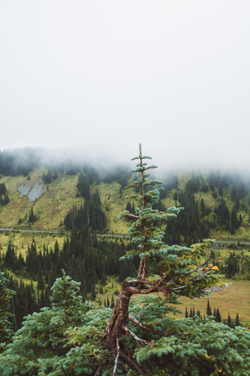 millivedder:Foggy and misty days at Mount Rainier National Park