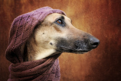 simply-canine:  by Elke Vogelsang // Sloughi