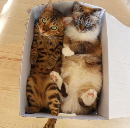 Catasters