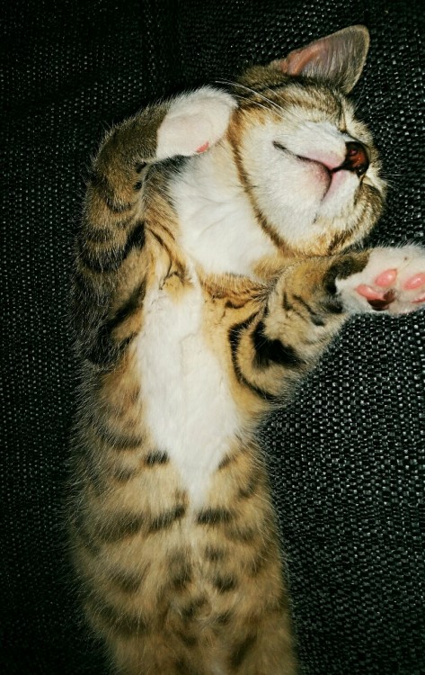 Unlike his namesake Macbeth has absolutely no problems sleeping…