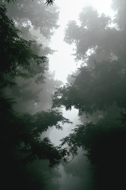 luxuryera:  Mist | Photographer 