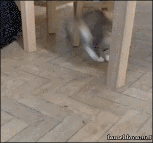 pleatedjeans:  15 Animals Battling Harmless Things (15 GIFs)