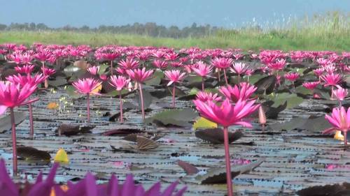 congenitaldisease:Red Lotus Lake, located in Kumphawapi, Thailand, is most beautiful in the low seas
