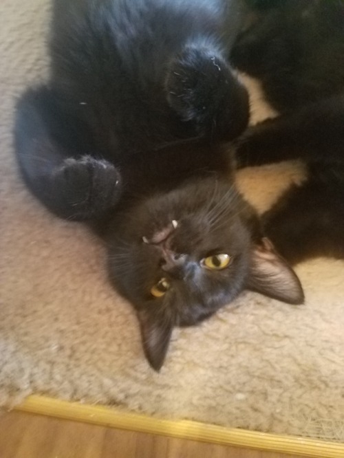 shiningcelebi: My silly cats, with a close up of Kamui and his teefies
