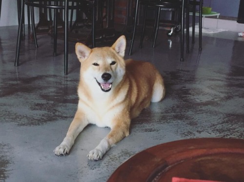 や！そこのおやつ、こっちにも分けてくれないかな？Hey there! What about sharing some of your treats?#柴 #柴犬 #赤柴 #shiba #shibake