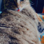 crooksandcastles19-blog