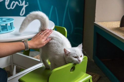 catsbeaversandducks:  America’s First Cat Café Opens: Drink Coffee Alongside Adorable Cats Yesterday, America’s first cat café opened in New York City. Cat lovers, you now have only three more day to sip coffee and eat pastries alongside adorable