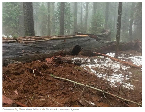 buzzfeed:  An iconic giant sequoia tree in California’s Sierra Nevada that was hollowed out fo