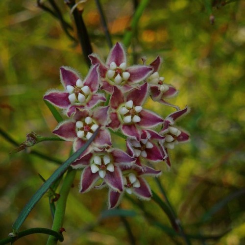 Climbing milkweed (Funastrum cynanchoides) - a wonderful native to the Sonoran & Mojave Deserts.