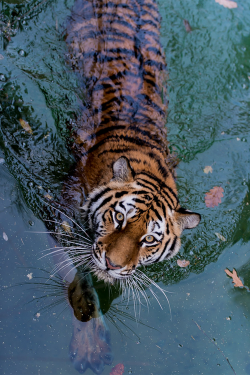 plasmatics-life:  Eyes Of The Tiger ~ By