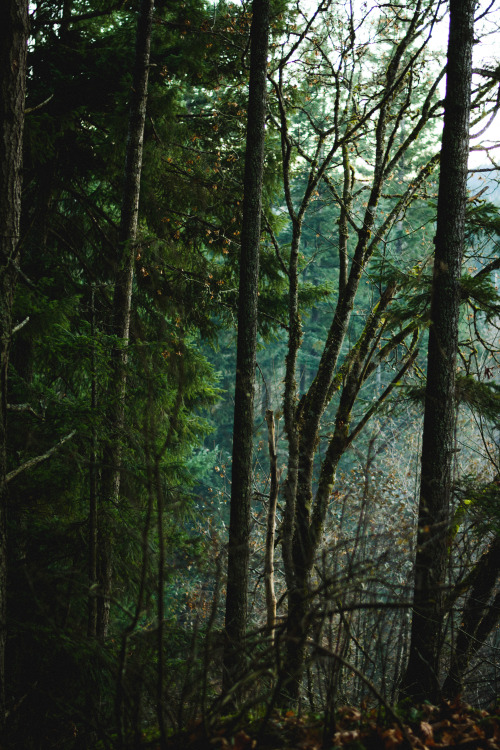 darkcoastphotography: 'Phantoms'Vancouver Island, British Columbiatumblr | flickr | facebook | socie