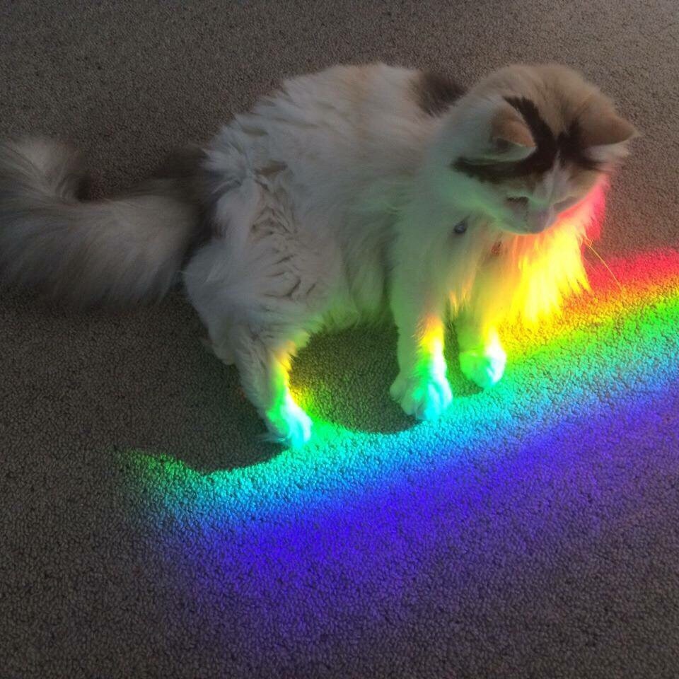 kittens-jpg:  rainbow cats moodboard🌈
