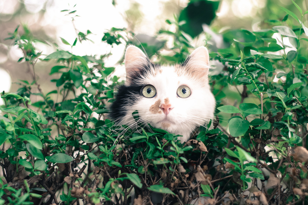 sharance:  (by __AK__) 
