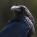 miss-vortex:Here are some interesting facts about the raven:• They are one of the