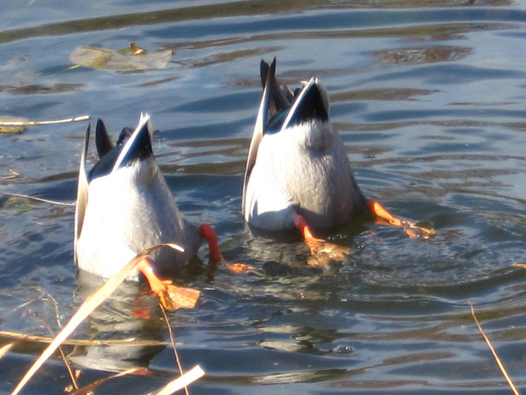 catsbeaversandducks:  &ldquo;Duck and Cover!&rdquo;  (Please click on each