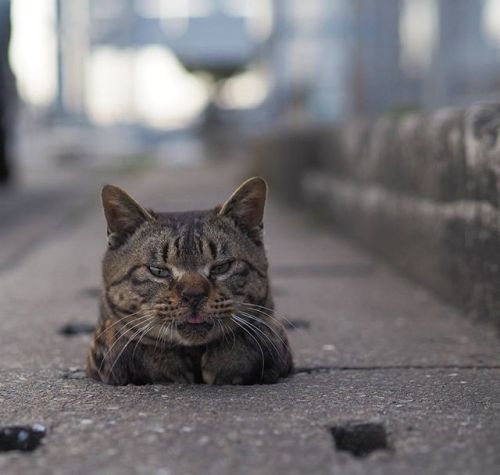 cybergata: Stray cats playing in Drain Pipe Holes by  Japanese photographer Nyan Kichi 