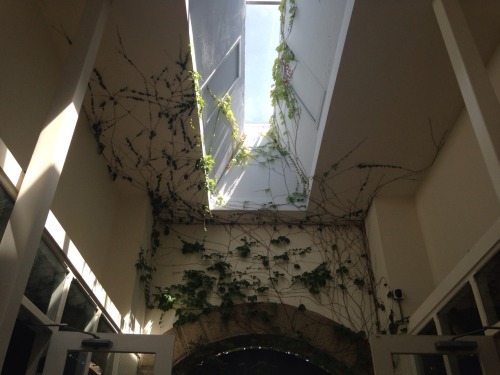 ivoryunknown:  distrustingly:  where are the plant bloggers  omg??? is this your house omg this is beautiful