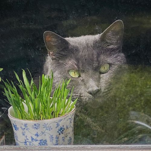 Another Sunny Day Inside#cat #riversong #kittyinthewindow #windowcat #sunnyday (at Snow Camp, North