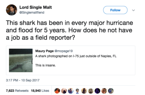 buzzfeed:  This shark is a dedicated storm-chaser. porn pictures