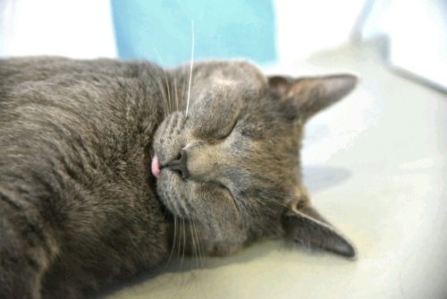 dailyblep:Sleeping blep. I have a difficult time not touching it.dailyblep.tumblr.com