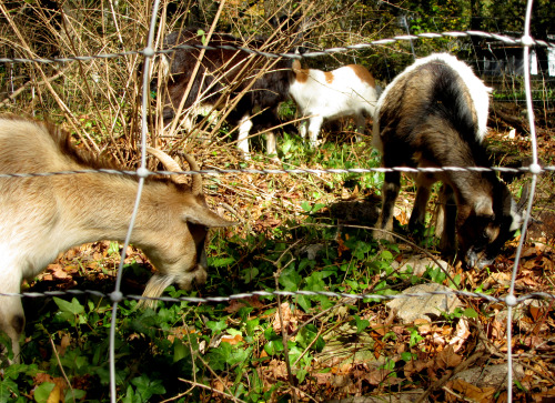 kihaku-gato:plantyhamchuk:Kirkwood Urban Forest - Goats and Schoolchildren - late 2012Our old commun