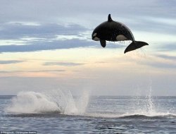 icaseyjonez:  Can weigh up to 8 tonnes and jump 15 feet out of the water. Pretty damn awesome. 