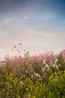 expressions-of-nature:  Wildflowers and Evening Moon / Ontario, Canada by: Ort Baldauf