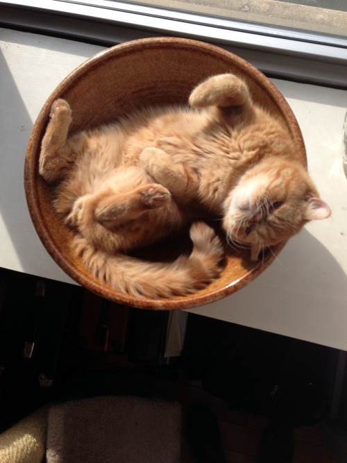 fitzroythecat:  So hard to get comfortable some days. 