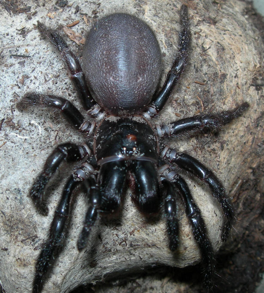 grumpysalmon:  see look at the poor brown huntsman being judged, he’s cute and