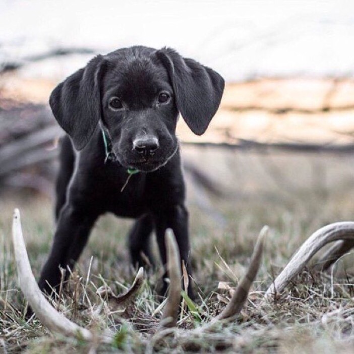 bullseyehunting101:  Cute shed hunting partner