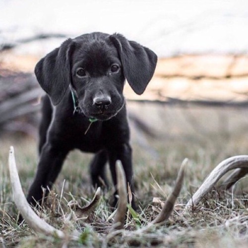 bullseyehunting101:  Cute shed hunting partner