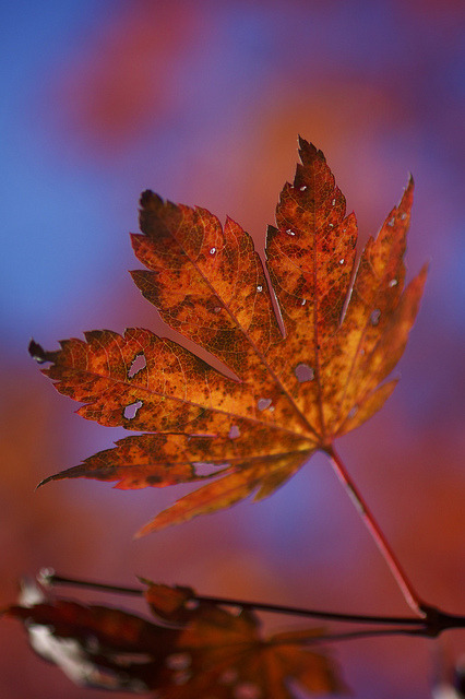 Fall, Wonderful fall by jasohill on Flickr.