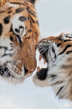 r2–d2:  Tigre | Maxime Riendeau 