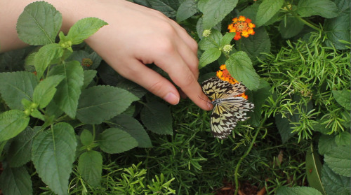 laurencephilomene:  a cute still of bunny at the botanical garden saying hi to her friend lulu the b