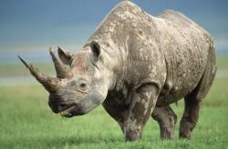 The black rhino (Diceros bicornis longipes)