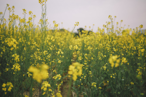 2022-04-23rape flowersCanon EOS R3 + RF15-35mm f2.8L ISInstagram  |  hwantastic79vivid