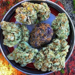 potisherbisweed:  Lovely buds