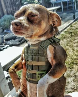 daily-meme:  I bought a beer cozy that looks like a ballistic vest and it fits on my dog. 