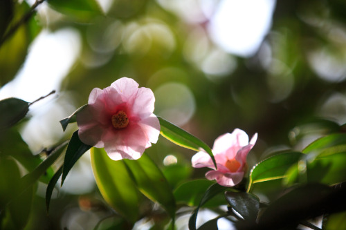 Fallen camellia at Toji-intemple, by PradoCamellia don’t loose petals one by one, they always fall b