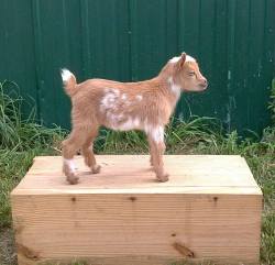 babygoatsandfriends:  Rustic Charm Farm Nigerian Dwarf Goats  