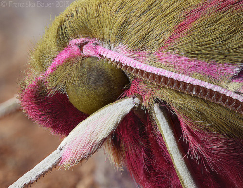 lonelyetntomologist: Elephant Hawk-moth, head closeup by Franziska Bauer on Flickr.