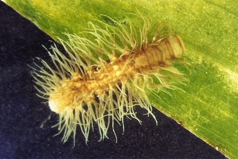 bogleech: bogleech: I learned only this very minute that there are moths with aquatic larvae! There 