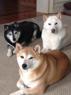  “Shiba Squad” slbad @ Reddit