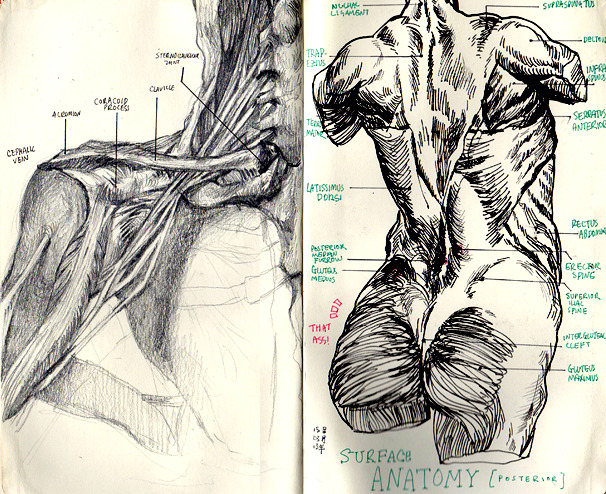 mallius:  some of my sketchbook notes/drawings from my physio/anatomy lectures!!