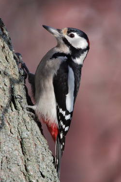 avianeurope:Great Spotted Woodpecker (Dendrocopos
