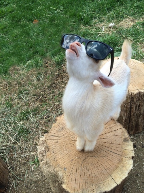 cute-overload: Goat staring at the sky.cute-overload.tumblr.com source: imgur.com/r/aw